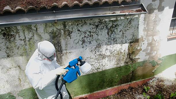 Trusted Mold Inspection service in Duluth, WA - Cheap Mold Removal
